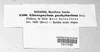 Gloeosporium pachybasium image